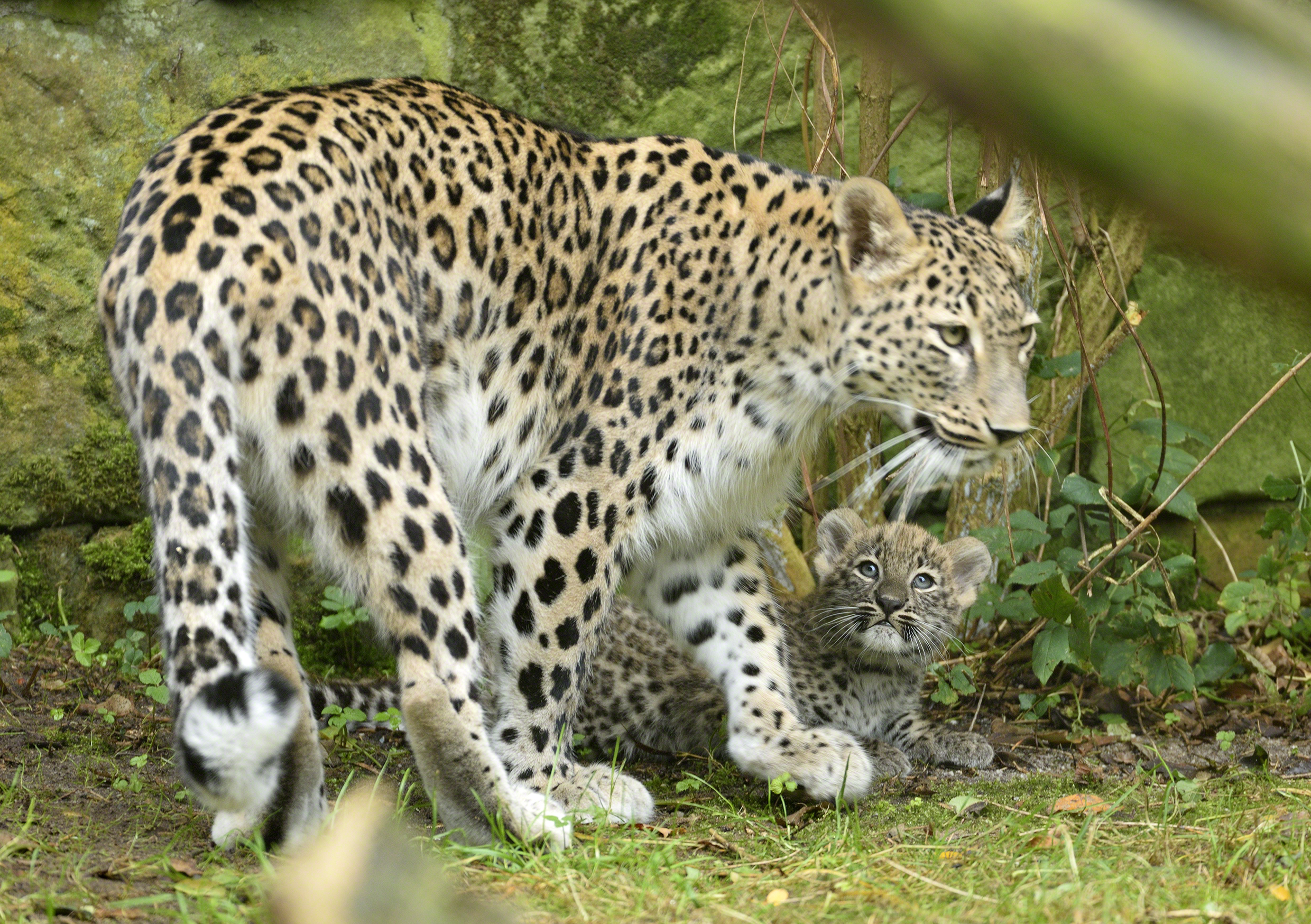 2020 Die Leopardin 2020 Die Leopardin