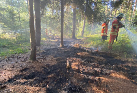 Brand in Waldstück in Vrees - Fremdverschulden nicht ausgeschlossen