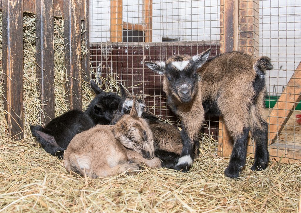 vierlings-nachwuchs-bei-den-zwergziegen-im-tierpark-nordhorn-ems