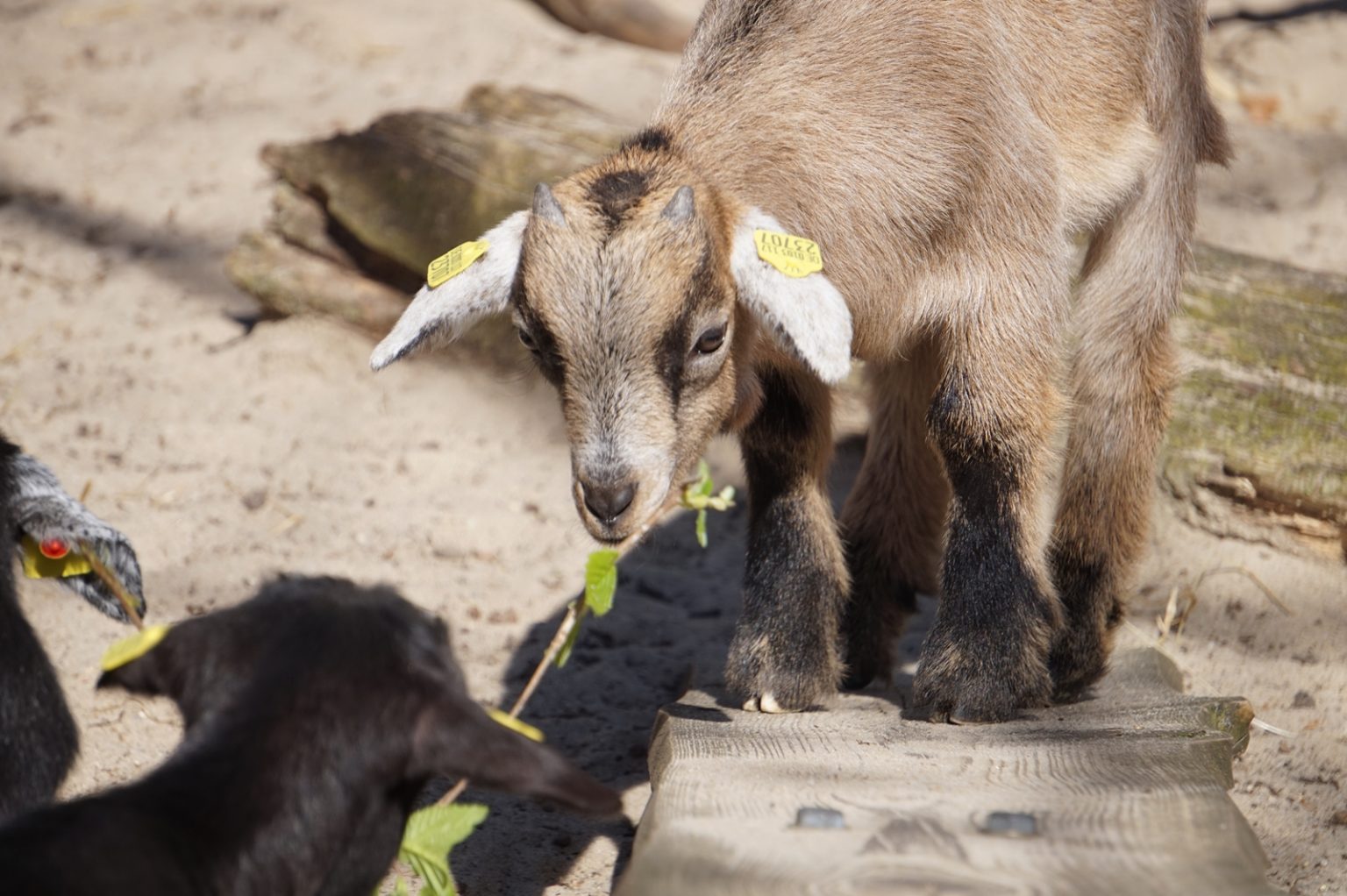 zu-besuch-im-tierpark-nordhorn-erstmals-zwergziegen-vierlinge-ems
