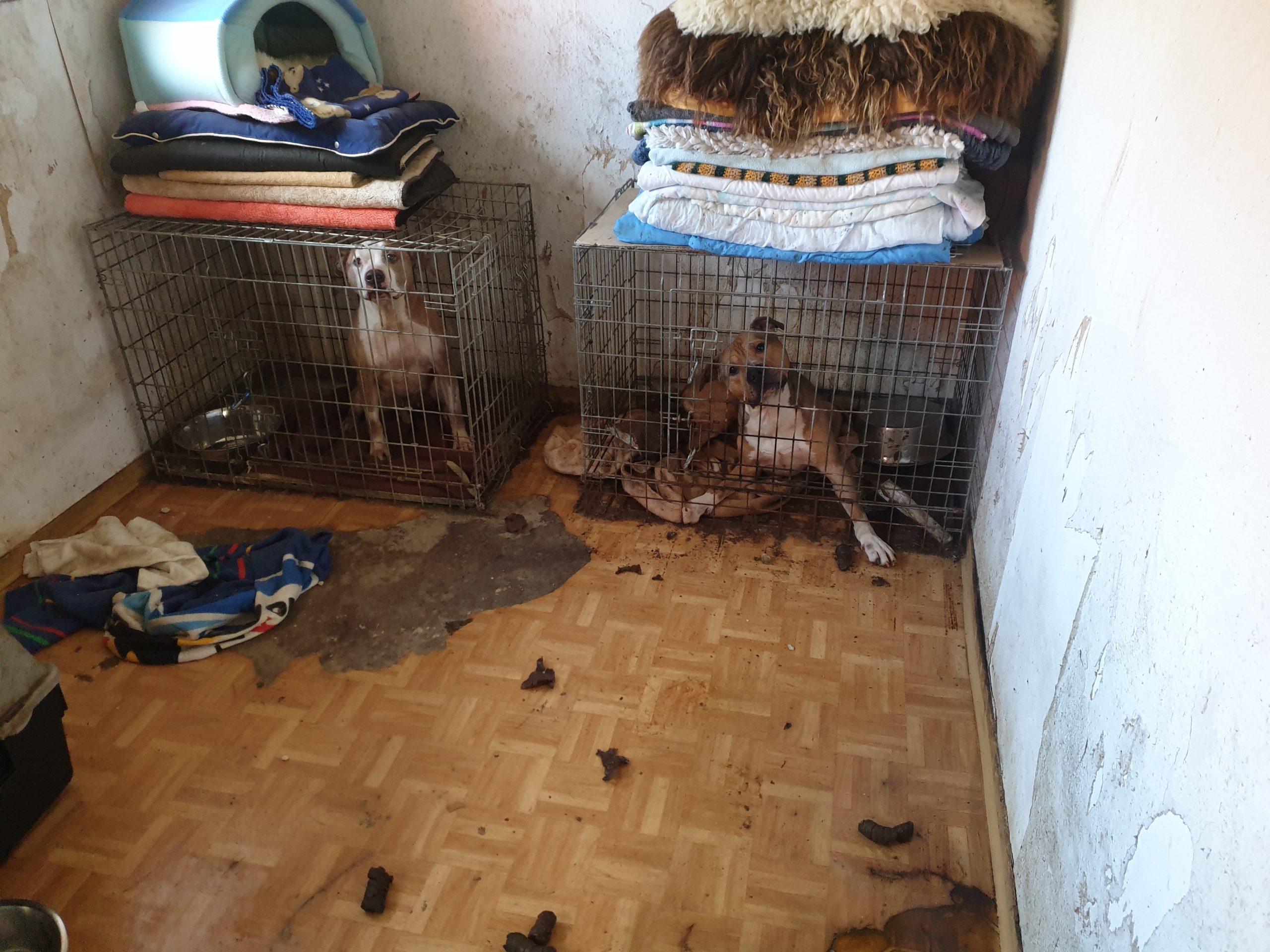 Fälle für den Tierschutz Wenn es Haustieren nicht gut geht Ems