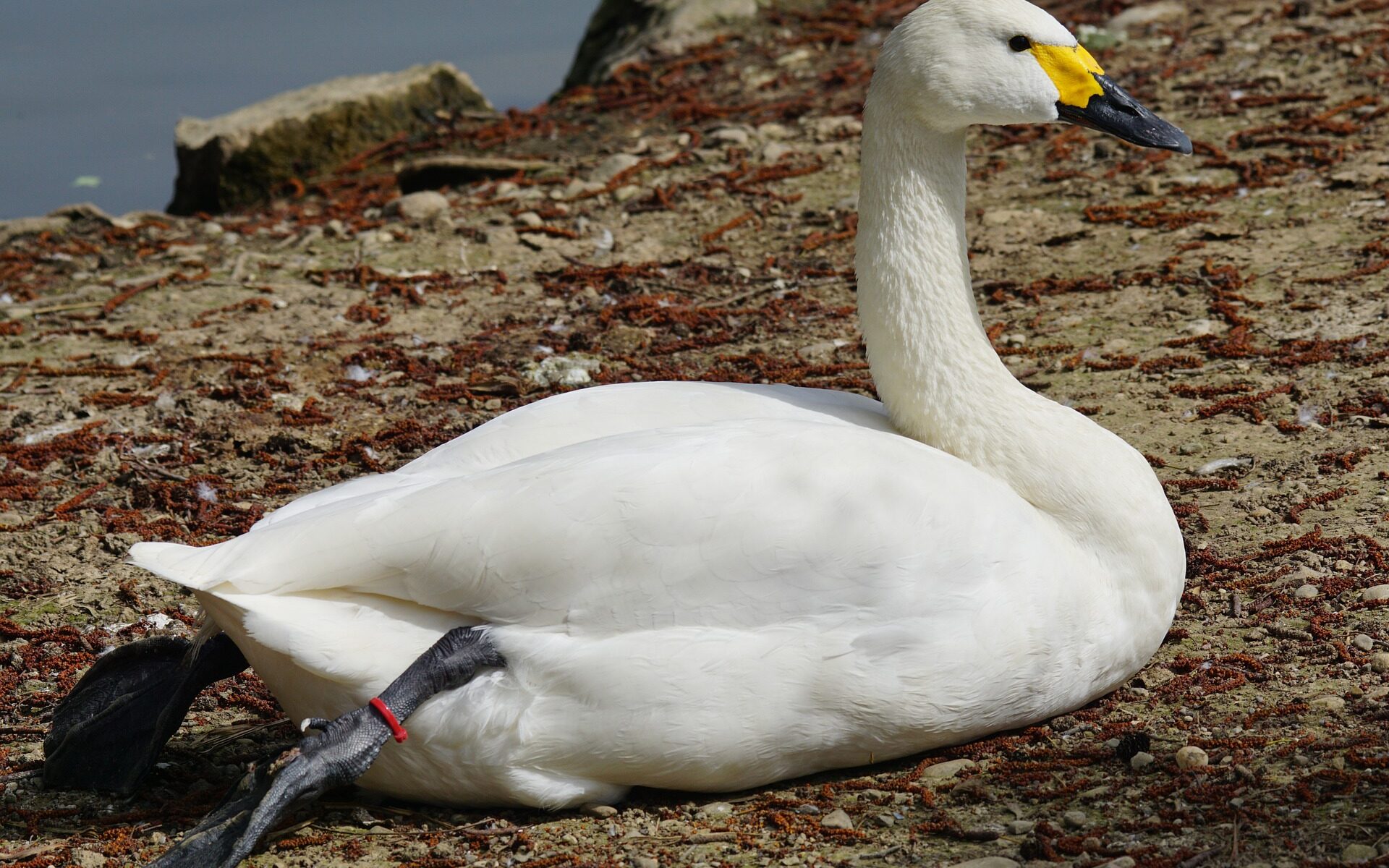 Zwergschwan