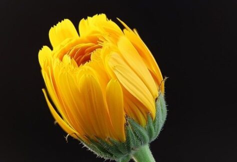 Neue Ausstelllung im Rathaus der Gemeinde Geeste: Fotokunst aus dem Emsland