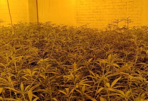Cannabisplantage in Schüttorf entdeckt