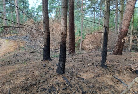 Niedersächsische Landesforsten informieren über Gefahren und Vorsorge von Waldbränden