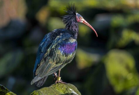 Tierpark Nordhorn beteiligt sich an internationalem Auswilderungsprojekt für Waldrappe